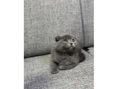 Safkan scottish fold yavrular yeni yuvalarını arıyorlar