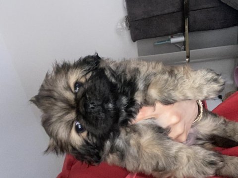Dişi ve erkek pekinez yavru