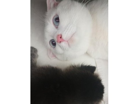 Chinchilla ve scottish kedilerim