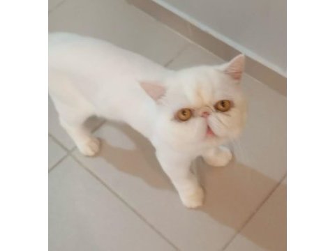 Yetişkin exotic shorthair erkek