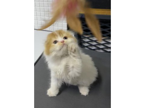 Saf ukrayna menşei scottish fold