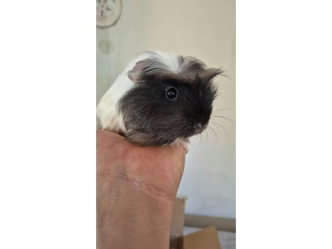 Safkan coronet yavru ginepig