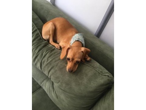 Sevimli köpeğimiz kukimizi sahiplendirmek istiyoruz
