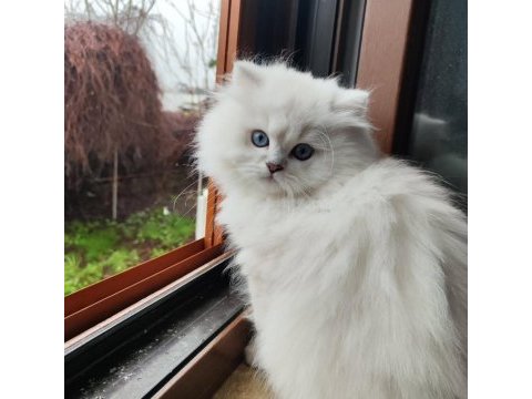 British longhair 4 aylık