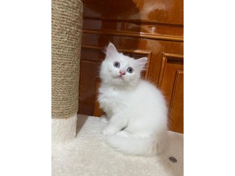 British longhair kedisi
