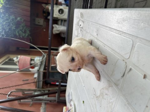 Sütten kesilmiş bir aylık safkan dişi maltese terrier