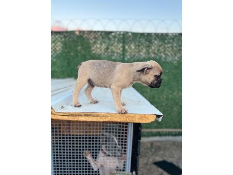 French bulldog yavrular sakarya
