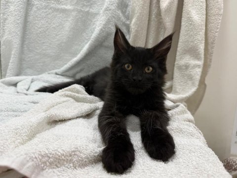 Sıradışı güzellik maine coon yavruları