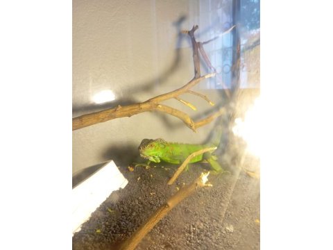 Tüm eşyaları ile birlikte iguana