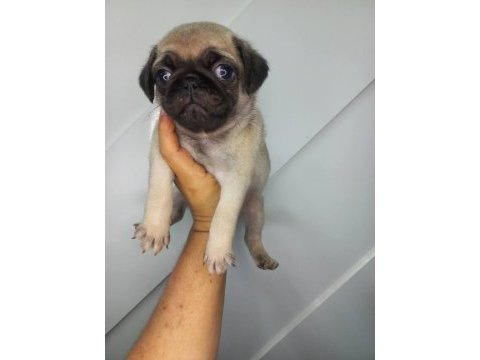 A kalite sıfır burun pug yavrumuz