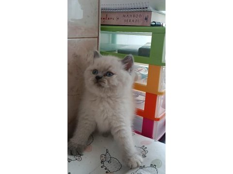 En güzel kediler biziz