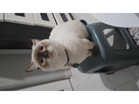 British shorthair