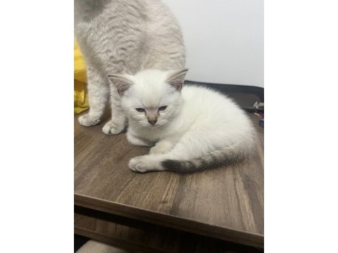British lynx point erkek kedim