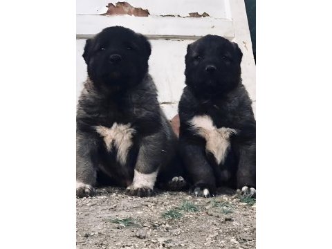 Sivas dev kral kangal çiftliği