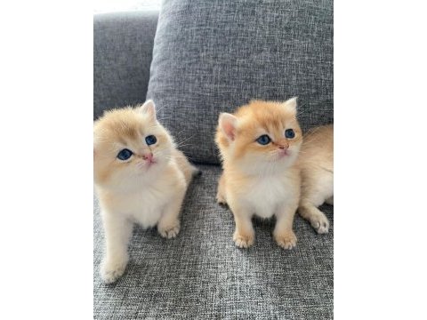 Yavru british shorthair kediler