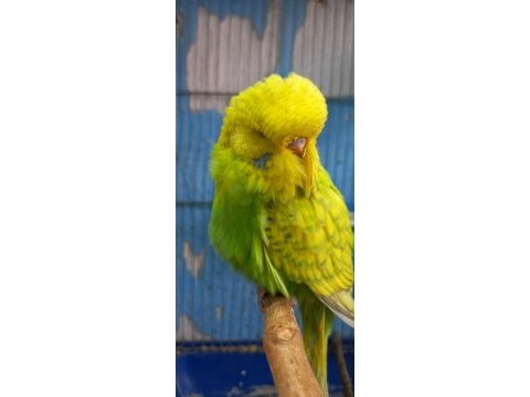 Jumbo muhabbet kuşları