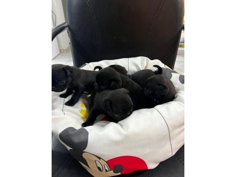 Her renk her çeşit pug yavrularımız