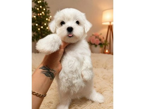 0 numara maltese bebekler