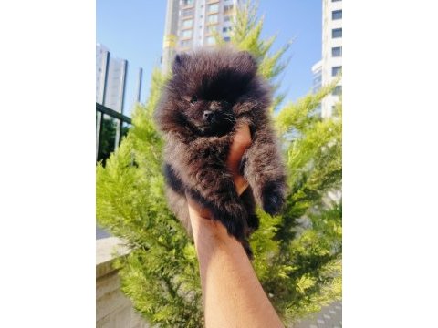 Siyah inci pomeranian yavruları
