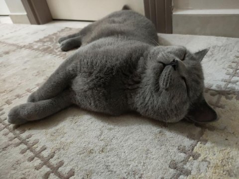Safkan erkek british shorthair