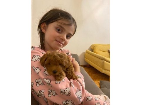Efsane poodle yavrumuz