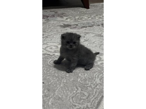 Scottish fold erkek kedimiz sahiplenilmeyi bekliyor