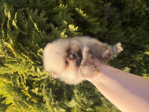 Pomeranian boo ayı surat