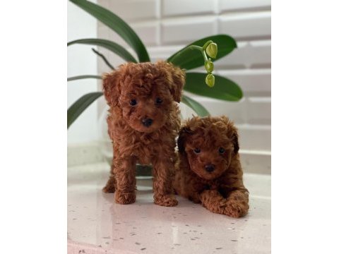 Sağlık garantili toy poodle bebekler