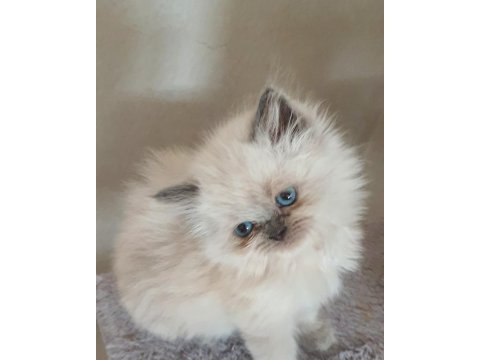 Çok çirkin british longhair yavru