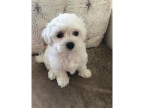 Tarım ve orman bakanlığı ruhsatlı maltipoo ve maltese