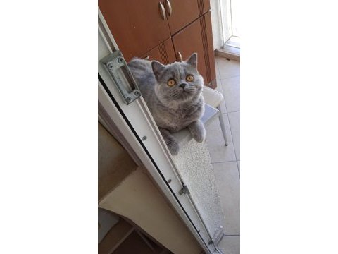 Ücretsiz sahiplendirilecek 7 aylık british shorthair