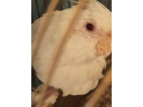 6 aylık kırmızı göz dişi albino sultan papağanı