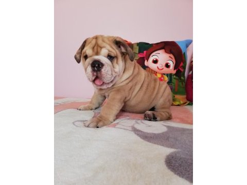 Efsane anatomi orijinal english bulldog yavrular