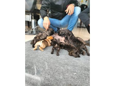 French bulldog 2 aylık bebekler