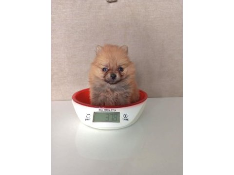 400 gram pomeranian