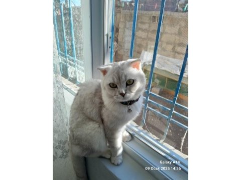 Scottish fold kedisi