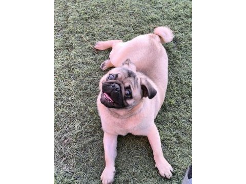 Orjinal pug