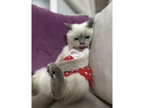 1,5 yaşında blue point exotic shorthair