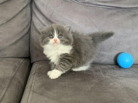 Show kalite harika scottish fold bebekler