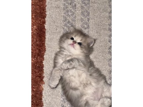 Güzel british longhair kıza yuva arıyoruz
