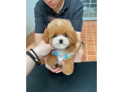 Birbirinden güzel poodle bebeklerimiz