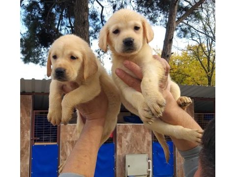 Efsane şampanya labradorlar, ruhsatlı çiftlik