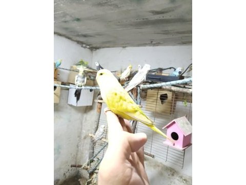 Konuşturmalık bebek muhabbet kuşlar