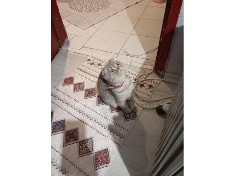 Çok tatlı uygun puana dişi scottish fold
