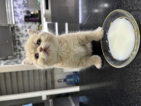 Yakışıklı oğlumuz %100 british shorthair