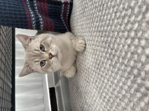 British shorthair kedisi izmir