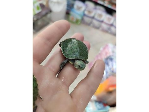 Su kaplumbağası bebek kırmızı yanak