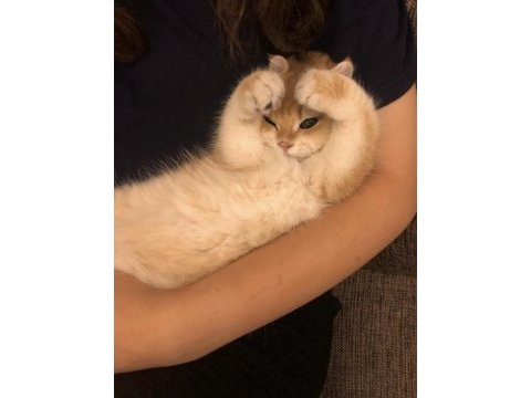 Eş ilanı kedimiz için