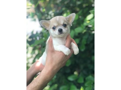 Şirinlik abidesi chihuahua bebek