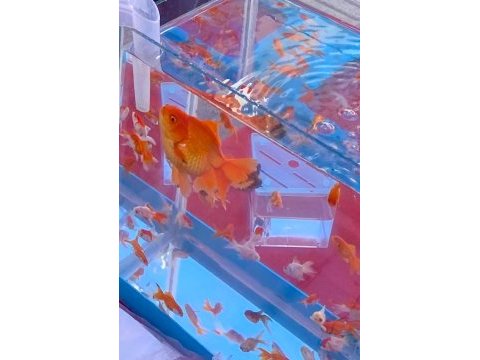 Antalya adrese teslim iste gelsin malzeme ve balıklar